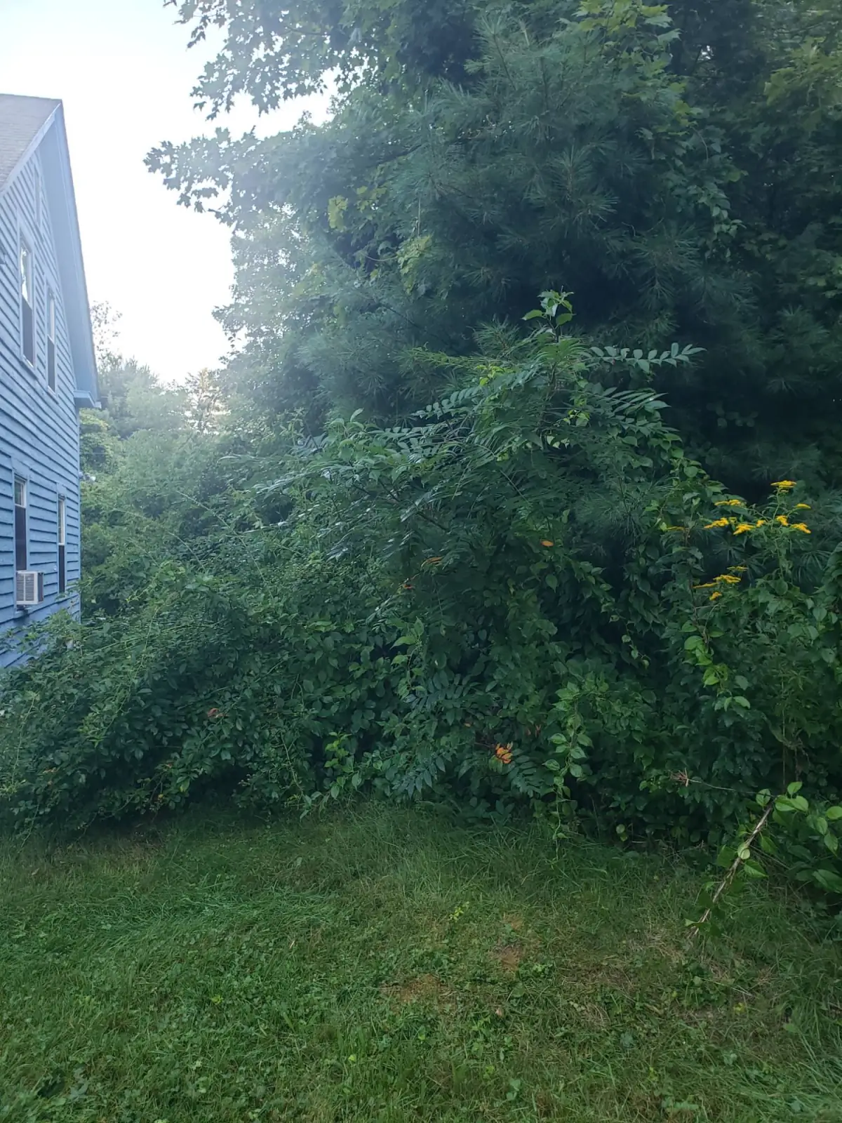 Before — brush and saplings against the side of the house